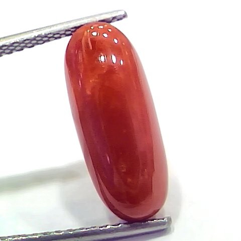 6.75 Ct 7.5 Ratti Natural Italian Red Coral Moonga Gemstone