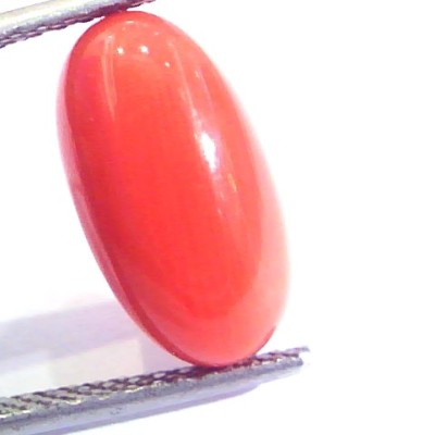 6.83 Ct Untreated Natural Premium Italian Red Coral AAAAA