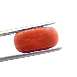 6.78 Ct 7.5 Ratti Natural Untreated Italian Red Coral Moonga Gems 6.78 Ct 7.5 Ratti Natural Untreated Italian Red Coral Moonga Gems