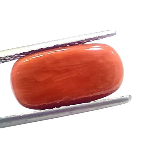 6.78 Ct 7.5 Ratti Natural Untreated Italian Red Coral Moonga Gems 6.78 Ct 7.5 Ratti Natural Untreated Italian Red Coral Moonga Gems