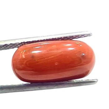 6.78 Ct 7.5 Ratti Natural Untreated Italian Red Coral Moonga Gems 6.78 Ct 7.5 Ratti Natural Untreated Italian Red Coral Moonga Gems