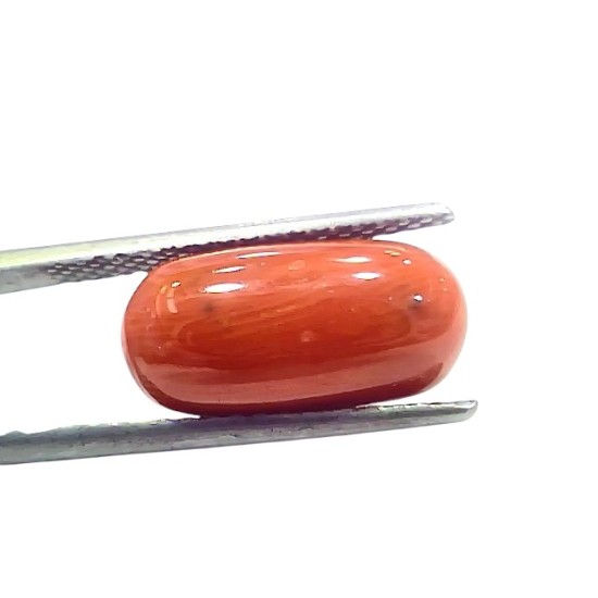 6.76 Ct 7.5 Ratti Natural Untreated Italian Red Coral Moonga Gems