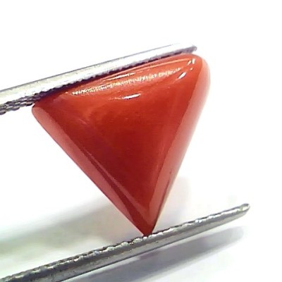 6.81 Ct 7.56 Ratti Natural Italian Triangle Red Coral Moonga Gemstone