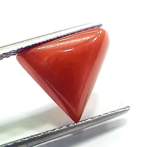 6.81 Ct 7.56 Ratti Natural Italian Triangle Red Coral Moonga Gemstone