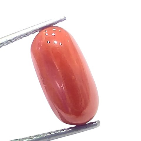 6.84 Ct 7.57 Ratti Natural Untreated Italian Red Coral Moonga Gems 6.84 Ct 7.57 Ratti Natural Untreated Italian Red Coral Moonga Gems