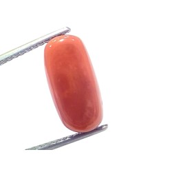 6.84 Ct 7.57 Ratti Natural Untreated Italian Red Coral Moonga Gems 6.84 Ct 7.57 Ratti Natural Untreated Italian Red Coral Moonga Gems