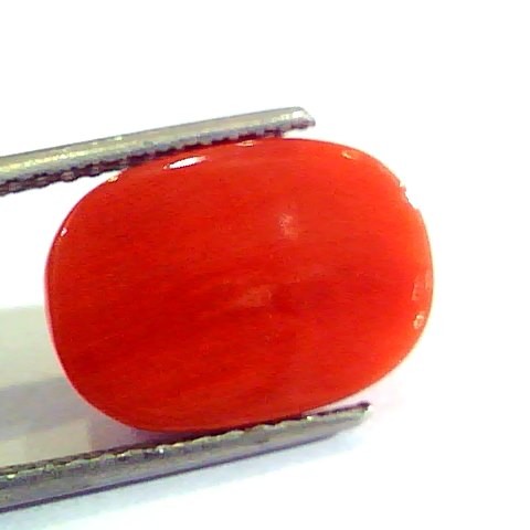 6.83 Ct Untreated Natural Premium Italian Red Coral AAAAA