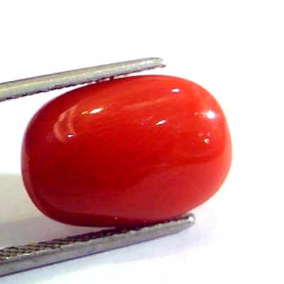 6.83 Ct Untreated Natural Premium Italian Red Coral AAAAA