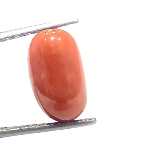 6.88 Ct 7.6 Ratti Natural Untreated Italian Red Coral Moonga Gems 6.88 Ct 7.6 Ratti Natural Untreated Italian Red Coral Moonga Gems