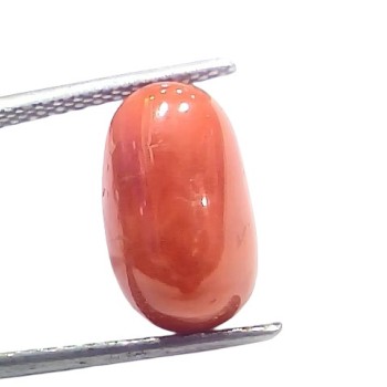 6.88 Ct 7.6 Ratti Natural Untreated Italian Red Coral Moonga Gems 6.88 Ct 7.6 Ratti Natural Untreated Italian Red Coral Moonga Gems