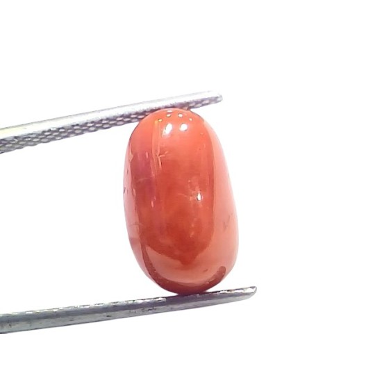 6.86 Ct 7.6 Ratti Natural Untreated Italian Red Coral Moonga Gems