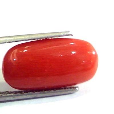 6.90 Ct Untreated Natural Premium Italian Red Coral AAAAA