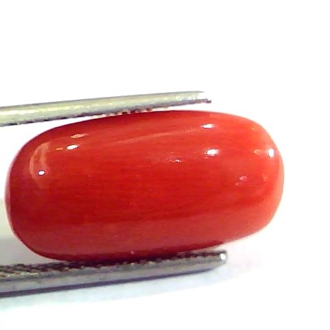 6.90 Ct Untreated Natural Premium Italian Red Coral AAAAA