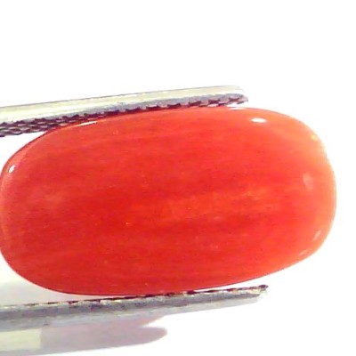 6.90 Ct Untreated Natural Premium Italian Red Coral AAAAA