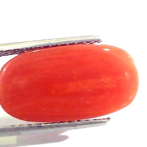 6.90 Ct Untreated Natural Premium Italian Red Coral AAAAA