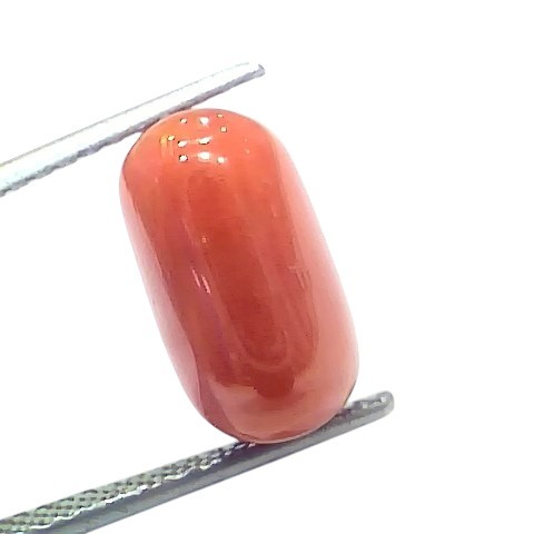 6.96 Ct 7.71 Ratti Natural Untreated Italian Red Coral Moonga Gems 6.96 Ct 7.71 Ratti Natural Untreated Italian Red Coral Moonga Gems