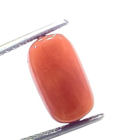 6.96 Ct 7.71 Ratti Natural Untreated Italian Red Coral Moonga Gems 6.96 Ct 7.71 Ratti Natural Untreated Italian Red Coral Moonga Gems