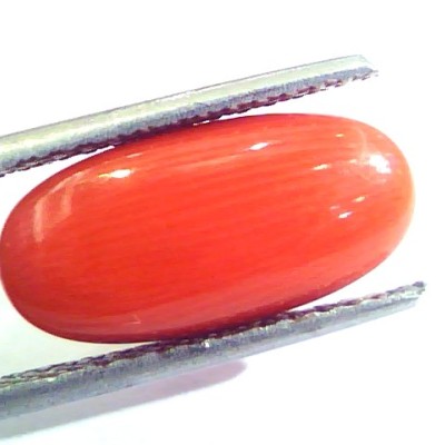 6.56 Ct Untreated Natural Premium Italian Red Coral AAAAA