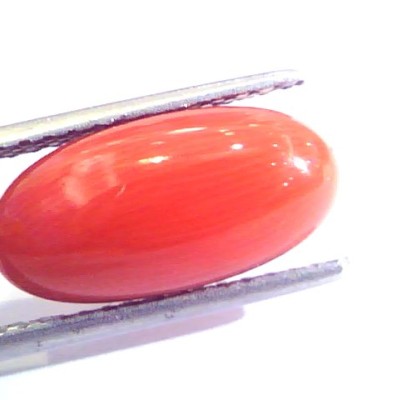 6.56 Ct Untreated Natural Premium Italian Red Coral AAAAA