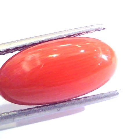 6.56 Ct Untreated Natural Premium Italian Red Coral AAAAA
