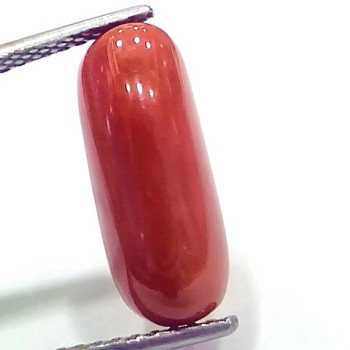 6.95 Ct 7.72 Ratti Natural Italian Red Coral Moonga Gemstone