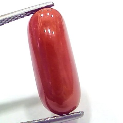 6.95 Ct 7.72 Ratti Natural Italian Red Coral Moonga Gemstone