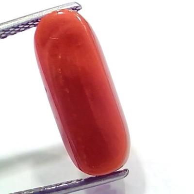 6.95 Ct 7.72 Ratti Natural Italian Red Coral Moonga Gemstone