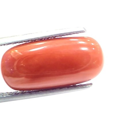 7.07 Ct 11.5 Ratti Natural Italian Red Coral Moonga Gemstone