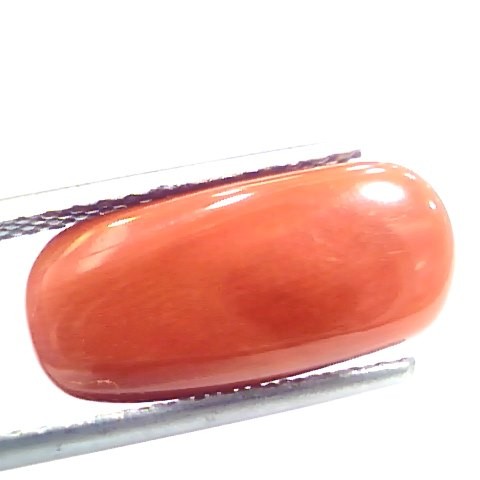 7.07 Ct 11.5 Ratti Natural Italian Red Coral Moonga Gemstone