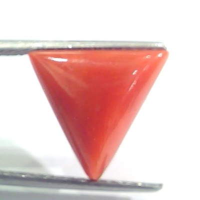 7.04 Ct 11.7 Ratti Natural Italian Triangle Red Coral Moonga Gemstone