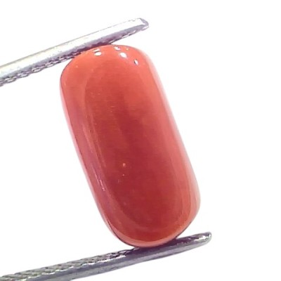 7.05 Ct 7.78 Ratti Natural Untreated Italian Red Coral Moonga Gems 7.05 Ct 7.78 Ratti Natural Untreated Italian Red Coral Moonga Gems