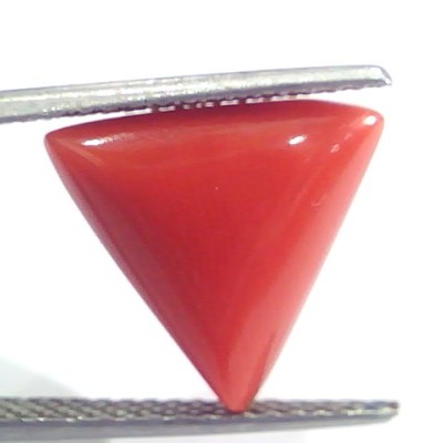7.05 Ct 11.7 Ratti Natural Italian Triangle Red Coral Moonga Gemstone