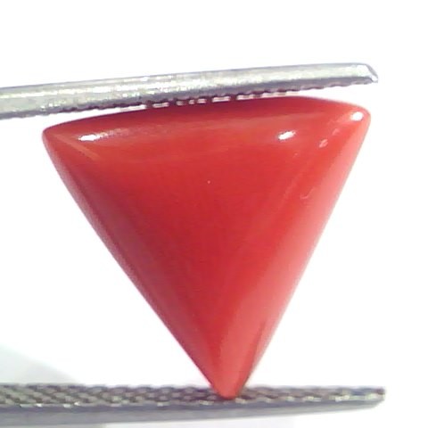 7.05 Ct 11.7 Ratti Natural Italian Triangle Red Coral Moonga Gemstone