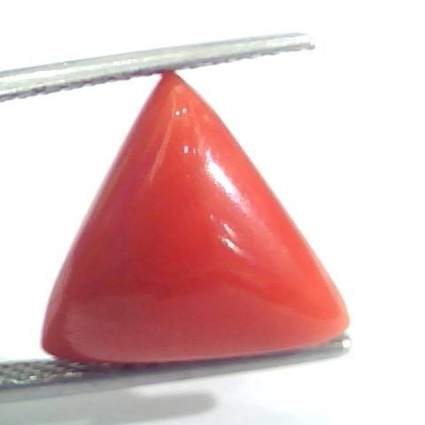7.05 Ct 11.7 Ratti Natural Italian Triangle Red Coral Moonga Gemstone