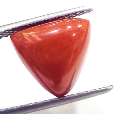 7.05 Ct 11.7 Ratti Natural Italian Triangle Red Coral Moonga Gemstone