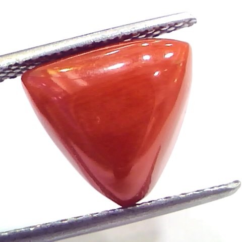 7.05 Ct 11.7 Ratti Natural Italian Triangle Red Coral Moonga Gemstone