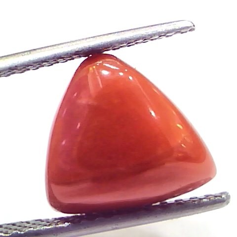 7.05 Ct 11.7 Ratti Natural Italian Triangle Red Coral Moonga Gemstone