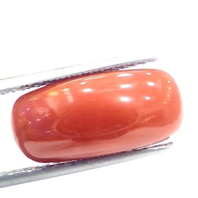 7.18 Ct 7.97 Ratti Natural Italian Red Coral Moonga Gemstone