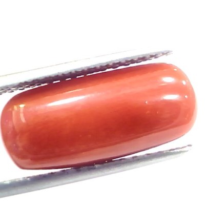 7.18 Ct 7.97 Ratti Natural Italian Red Coral Moonga Gemstone