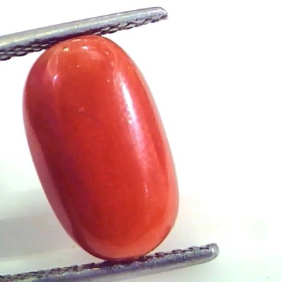 7.11 Ct Untreated Natural Premium Italian Red Coral AAAAA