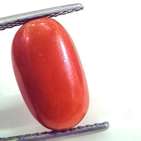7.11 Ct Untreated Natural Premium Italian Red Coral AAAAA