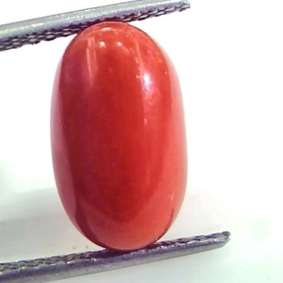 7.11 Ct Untreated Natural Premium Italian Red Coral AAAAA