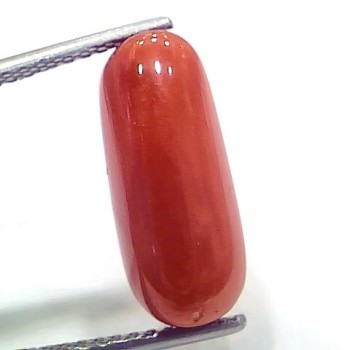 7.14 Ct 7.93 Ratti Natural Italian Red Coral Moonga Gemstone