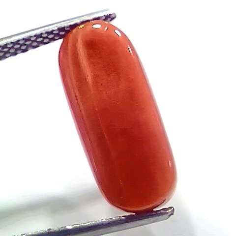 7.14 Ct 7.93 Ratti Natural Italian Red Coral Moonga Gemstone