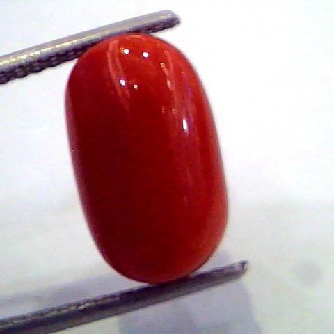 7.20 Ct Untreated Natural Premium Red Italian Coral AAA