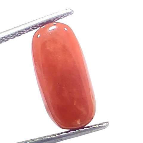 7.18 Ct 7.96 Ratti Natural Untreated Italian Red Coral Moonga Gems 7.18 Ct 7.96 Ratti Natural Untreated Italian Red Coral Moonga Gems