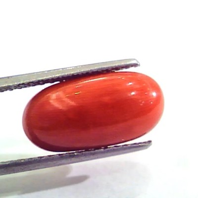 7.18 Carat Natural Italian Red Coral Moonga Gemstone AAAA