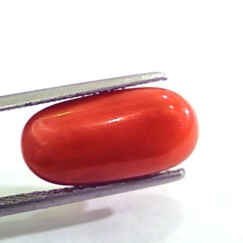 7.18 Carat Natural Italian Red Coral Moonga Gemstone AAAA