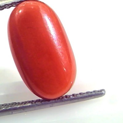 7.18 Ct Untreated Natural Premium Italian Red Coral AAAAA