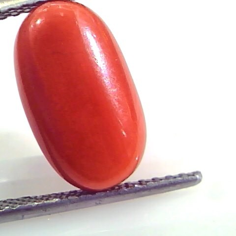 7.18 Ct Untreated Natural Premium Italian Red Coral AAAAA